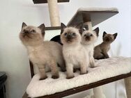 Siam kitten weiblich - Aachen