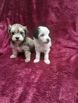 Wunderschöne Edelmix Welpen - Linnich