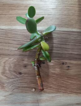 Geldbaum (Crassula ovata) Ableger - Dortmund Aplerbeck