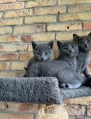 Russisch Blau Kitten in 63937