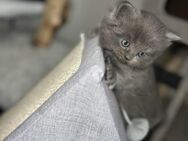 BKH/BLH Mai-Kitten - Hamburg