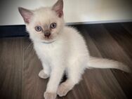 Britisch Kurzhaar Blue Point Kitten - Kornwestheim