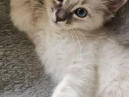 Siam-heilige Birma Kitten - Nastätten