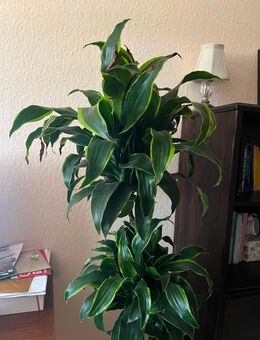 Drachenbaum inkl. Übertopf ca 155cm groß - Leimen (Baden-Württemberg)