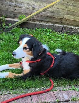 Amy sucht ein Zuhause - Langstedt