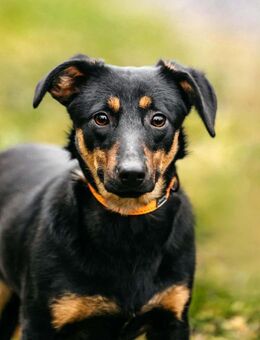 Verschmuster Rudi sucht sein Zuhause - Duisburg