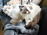 Süße Ragdoll Kater Kitten - Warburg (Hansestadt)