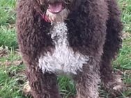 Spanische Wasserhund Welpen - Schwalmstadt