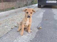 🆘🐾Welpe Dawn lebt auf der Straße🐾🆘 - Eislingen (Fils)