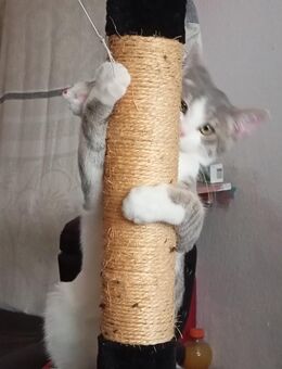 Süßer 6 Monate alter Kater sucht ein liebevolles Zuhause! - Crailsheim