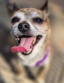🐾 Tigus kleiner Prinz sucht Thronplat - Kassel