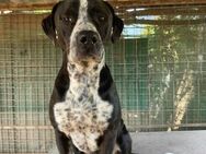 Spike sucht Zuhause in ländlicher Umgebu - Lübeck
