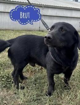 Brut ein kleiner Traumhund - Flörsheim-Dalsheim