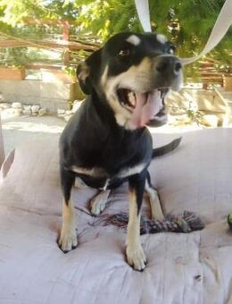 Alma - Rieden (Rheinland-Pfalz)