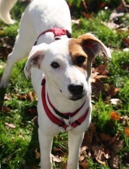 Luna auf PS in Euskirchen (bei Köln) - Köln