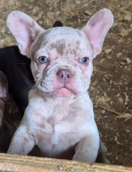 Französische Bulldoggen Welpen, blue, schoko, isabella, merle, trindle, freiatmend mit Schwänzchen, Ahnenpass - Großharrie