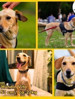 süße Vita sucht ihre Menschen - Margetshöchheim