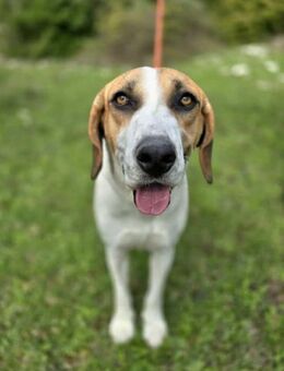 Großer Papucino - Ellerbek
