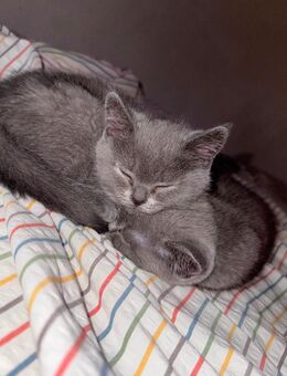 2 BKH Baby Katzen - Herne Zentrum