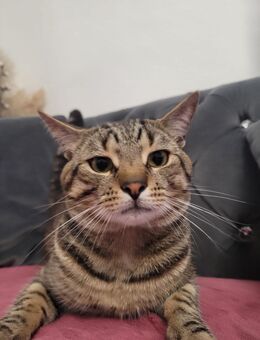 Verkaufe meinen Kater chischko - Höchst (Odenwald)