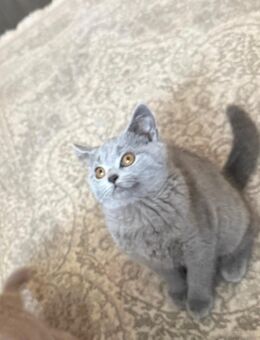 Kartäuser BKH mix kitten - Abgabebereit - Hamburg