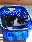 Kater Blacky sucht ein neues Zuhause in 85737