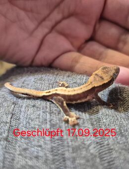 Correlophus ciliatus (Kronengecko Babys) - Ichenhausen