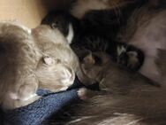 5 reinrassige britisch Langhaar katzen - Siegburg