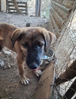Zuhause/Pflegestelle gesucht für Buffy - Miesbach
