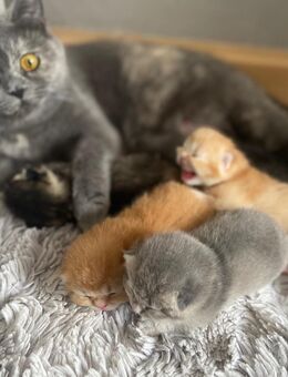 Bkh kitten - Ludwigshafen (Rhein)