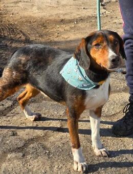 VINCENT braucht ‼️ ruhiges Zuhause ♥️ - München