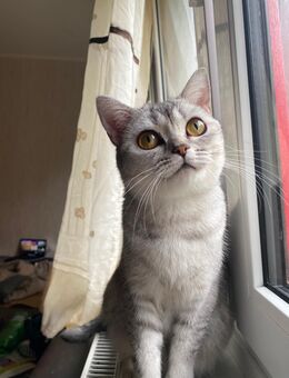 BKH Katzen Reinrassig - Berlin Reinickendorf