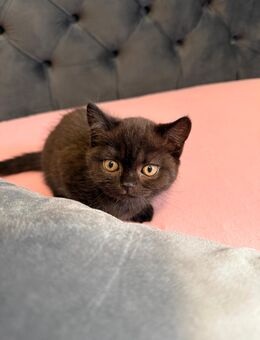 Wunderschöne BKH kitten - Düsseldorf