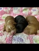 Süße Havaneser Welpen in 66386