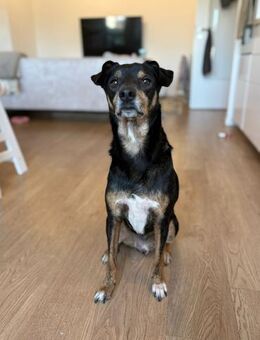 Liebevolles Zuhause gesucht für Nikan# - Essen