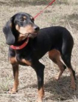 Taube Kara sucht ihre Familie - Kropp