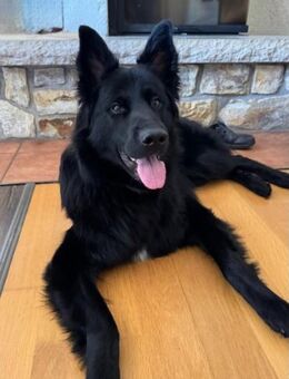 Bodhi braucht eine Veränderung - München