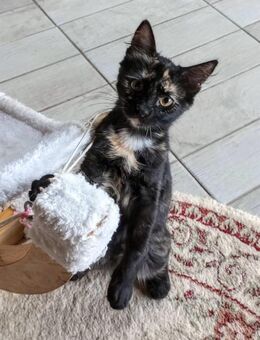 ❤️Babykätzchen Barbara & Gianni❤️ - Eislingen (Fils)