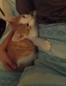 Kitten zu verkaufen - Essen