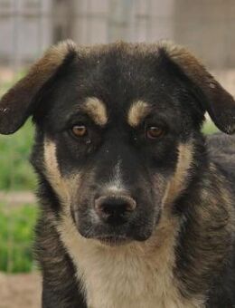 Susi, geb. ca. 09/2022, Griechenland - Markdorf