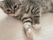 Super süße Babykitten - Heinsberg