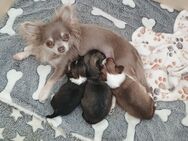 Chihuahua Welpen Langhaar - Rostock Lichtenhagen
