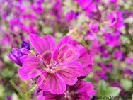 Wilde Malven Samen Malve schön Malvenblüte wild lila rosa Blumen Malvensamen Gartenblume Saatgut insektenfreundlich Muttertag Geschenk - Pfedelbach