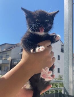 BKH Katzen suchen zuhause - Mannheim