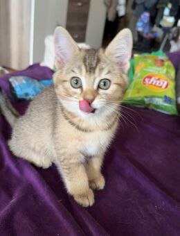 BKH/mix kitten golden tabby - Oberstaufen