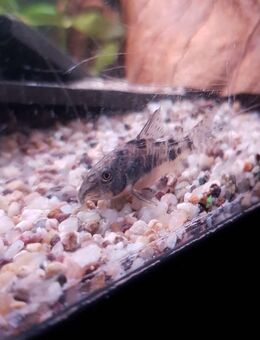 Marmorierte corydoras - Hamburg Hamburg-Nord