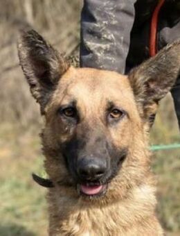 THEA 2 sucht kuscheliges Zuhause - Gefrees