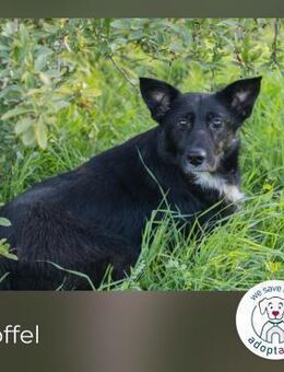 Chip 269567: sucht ein Zuhause - Kirchzell