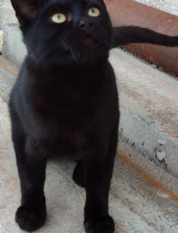 Ich suche ein zu Hause - Hohenmölsen