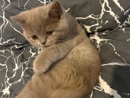 Britisch Kurzhaare Katzen